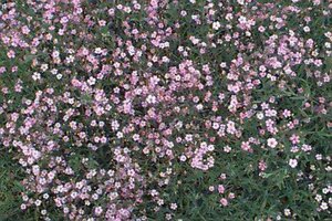 Gypsophila repens 'Rosea' C1 - afbeelding 1