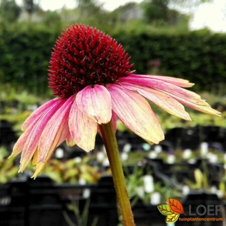 Echinacea purpurea 'Summer Cocktail' C1.5 - afbeelding 1