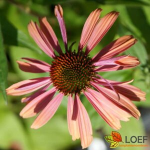 Echinacea purpurea 'Summer Cocktail' C1.5 - afbeelding 2