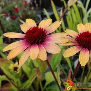 Echinacea purpurea 'Summer Cocktail' C1.5 - afbeelding 3