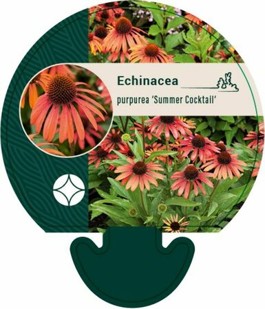 Echinacea purpurea 'Summer Cocktail' C1.5 - afbeelding 4