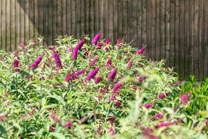 Buddleja 'Miss Ruby' C3 - afbeelding 1