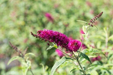 Buddleja 'Miss Ruby' C3 - afbeelding 2