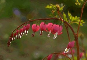 Dicentra spectabilis C1 - afbeelding 5