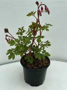 Dicentra spectabilis C1 - afbeelding 2