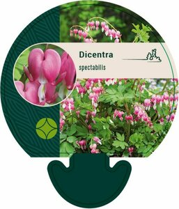 Dicentra spectabilis C1 - afbeelding 12