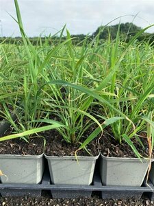 Miscanthus sinensis P9 - afbeelding 2