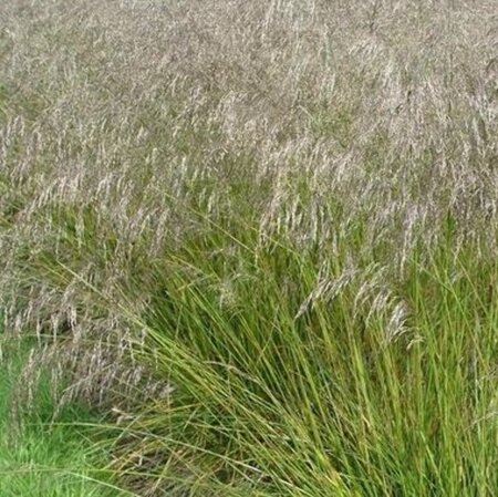 Deschampsia cesp. 'Tardiflora' C2