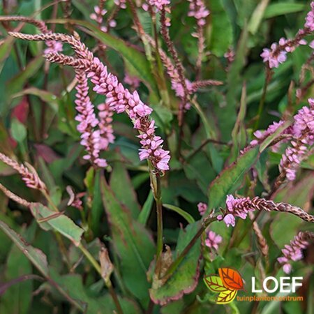 Persicaria amplexicaulis 'Pink Elephant' C2 - afbeelding 1