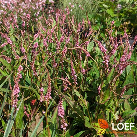 Persicaria amplexicaulis 'Pink Elephant' C2 - afbeelding 2