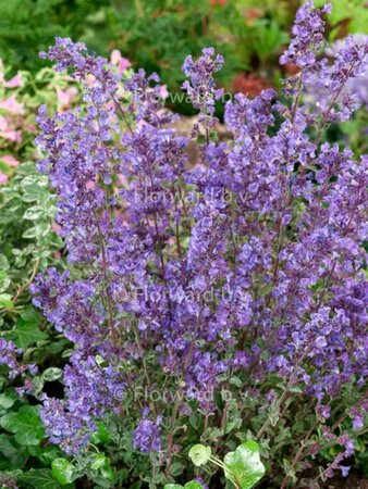 Nepeta 'Kit Cat' C2 - afbeelding 1