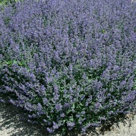 Nepeta 'Kit Cat' C2 - afbeelding 2