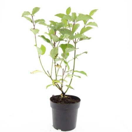Cornus alba 'Sibirica' 100/125 C. - afbeelding 2
