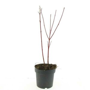 Cornus alba 'Sibirica' 100/125 C. - afbeelding 3