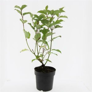 Cornus alba 'Sibirica' 100/125 C. - afbeelding 4