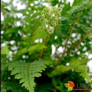 Polystichum setiferum 'Proliferum' C2 - afbeelding 7