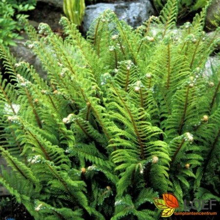 Polystichum setiferum 'Proliferum' C2 - afbeelding 6