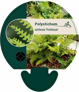 Polystichum setiferum 'Proliferum' C2 - afbeelding 10