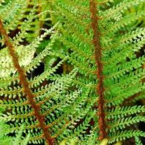 Polystichum setiferum 'Proliferum' C2 - afbeelding 4