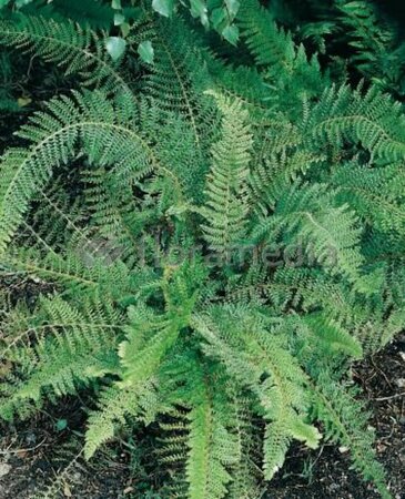 Polystichum setiferum 'Proliferum' C2 - afbeelding 3