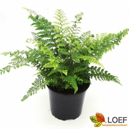 Polystichum setiferum 'Proliferum' C2 - afbeelding 5