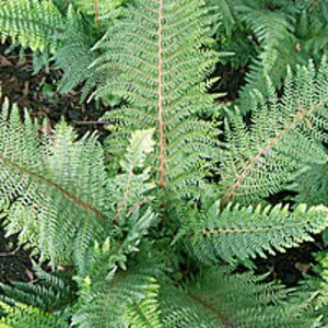 Polystichum setiferum 'Proliferum' C2 - afbeelding 2