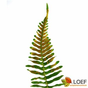 Polypodium vulgare C5 - afbeelding 7