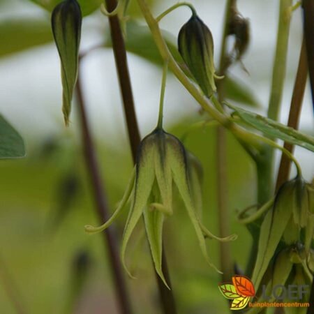 Decaisnea fargesii 175/200 C. - afbeelding 2