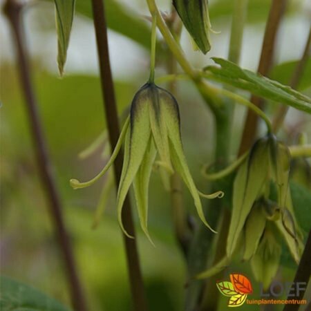 Decaisnea fargesii 175/200 C. - afbeelding 3