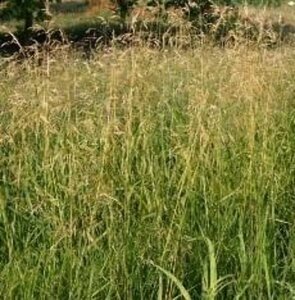 Deschampsia cespitosa 'Goldschleier' C2 - afbeelding 2