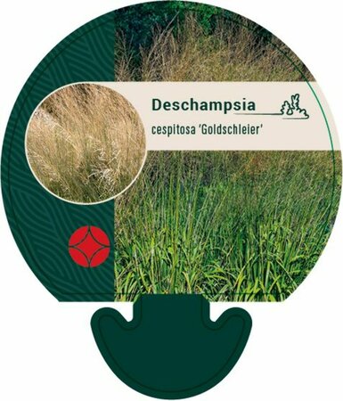 Deschampsia cespitosa 'Goldschleier' C2 - afbeelding 4