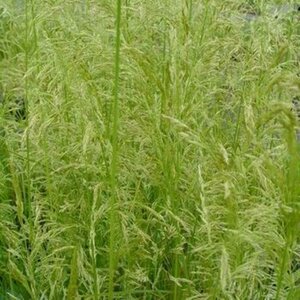 Deschampsia cespitosa 'Goldschleier' C2 - afbeelding 3