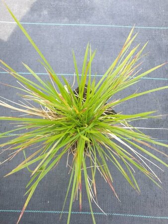 Deschampsia cespitosa 'Goldschleier' C2 - afbeelding 1