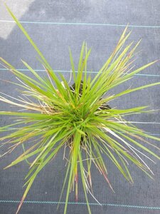 Deschampsia cespitosa 'Goldschleier' C2 - afbeelding 1