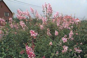 Syringa microphylla 'Superba' 50/60 C.  - afbeelding 1