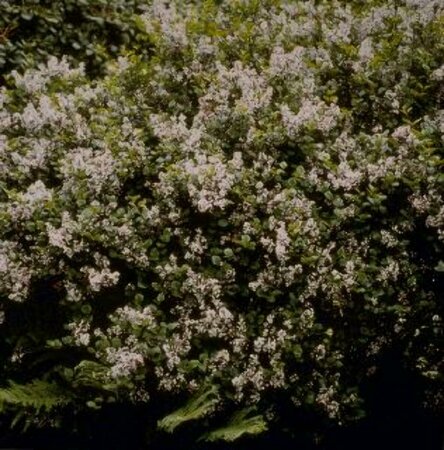 Syringa microphylla 'Superba' 50/60 C.  - afbeelding 2