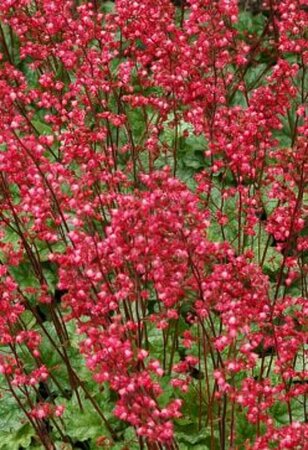 Heuchera 'Paris' C2 - afbeelding 4