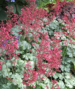 Heuchera 'Paris' C2 - afbeelding 6