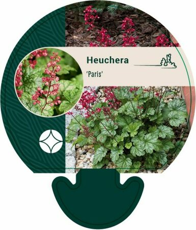 Heuchera 'Paris' C2 - afbeelding 3