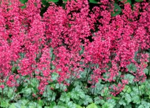 Heuchera 'Paris' C2 - afbeelding 7