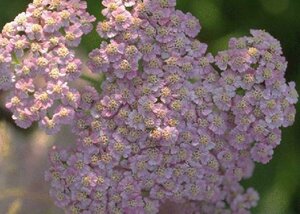 Achillea millefolium C2 - afbeelding 3