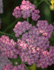 Achillea millefolium C2 - afbeelding 2