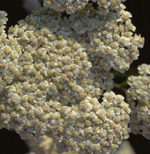 Achillea millefolium C2 - afbeelding 4