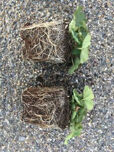 Alchemilla mollis C2 - afbeelding 6