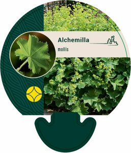 Alchemilla mollis C2 - afbeelding 8