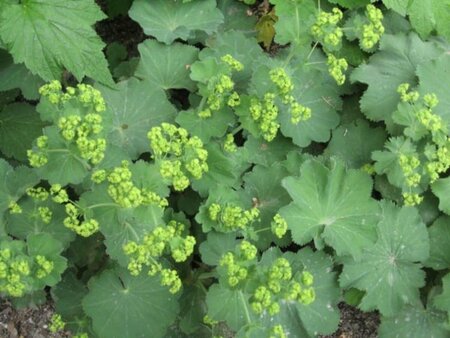 Alchemilla mollis C2 - afbeelding 4