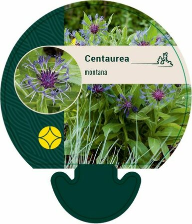 Centaurea montana C2 - afbeelding 4