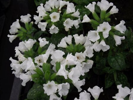 Pulmonaria officinalis 'Sissinghurst White C2 - afbeelding 6