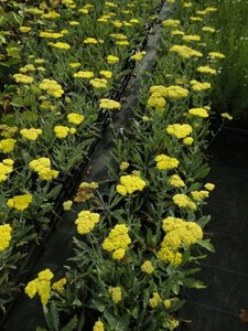 Achillea 'Moonshine' C2 - afbeelding 4