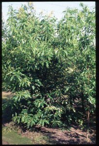 Castanea sativa 10-12 C.  - afbeelding 2